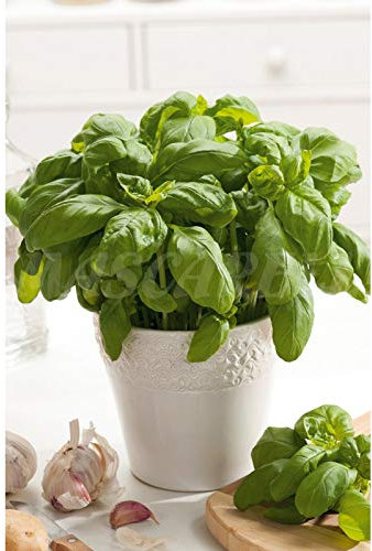 Semillas aromáticas - Albahaca genovesa hoja ancha - Mascarell