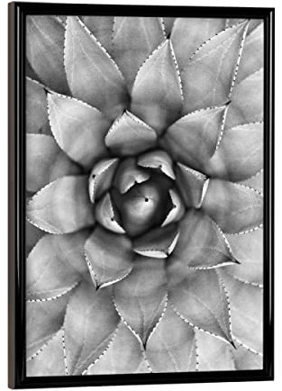artboxONE Poster mit schwarzem Rahmen 18x13 cm Schwarz-weiß Natur Agave Photography - Bild Agave Cactus Kaktus
