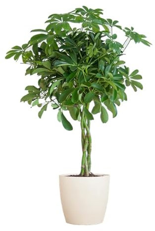 Schefflera Arboricola Nora – Birkenfeige – Zimmerpflanze + Topf Viber Weiß – 70cm – Ø21cm – Handförmige Blätter – Pflegeleicht & dekorativ