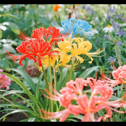 Lycoris rossa/Varietà classica/Facile da coltivare/Decorazione per giardini e balconi-4 PCS-C