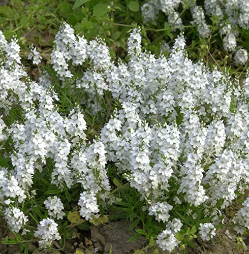 Kriechender Ehrenpreis - Veronica repens - lebende Gartenpflanze aus den Baumschulen