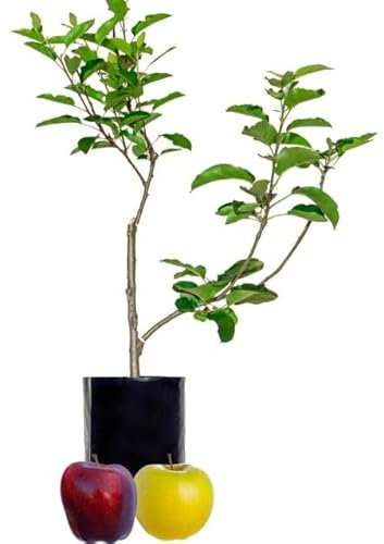 MANZANO Natural Árbol Frutal de Fácil Mantenimiento para Exteriores