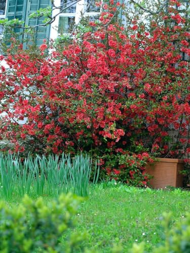 Zierquitte Chaenomeles Red Joy 40-60 cm Heckenpflanze winterhart | rote Blüten, bienenfreundlich, schnittverträglich, für Beet und Kübel, dekorativer Zieraccent im Frühjahr
