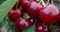 Ciliegio Nano Autofertile in Vaso – Albero da Frutto a Bassa Crescita per Balconi e Giardini – Fioritura Precoce e Frutti Rosso Scuro – FOTO REALI
