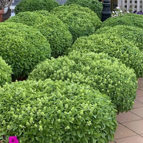 semillas de albahaca - resistentes exteriores variedades antiguas balcón con jardín cobertura del suelo 50pcs