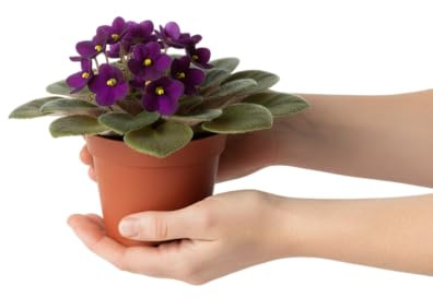 DECOALIVE Violeta Africana Planta de Interior con Hojas Aterciopeladas y Gran Encanto