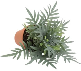 Ambiente Tropical con Phlebodium Blue Star Natural DECOALIVE Helecho Azul Resistente para Interior