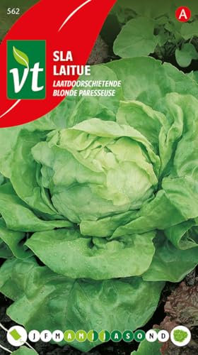 Laitue Blonde Paresseuse Graines - Leuillage tendre pour la culture d'été