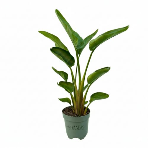 VANDAS Strelitzia Augusta – Uccello del Paradiso Bianca | Pianta Tropicale Ornamentale | Ideale per Interni Luminosi | Made in Italy
