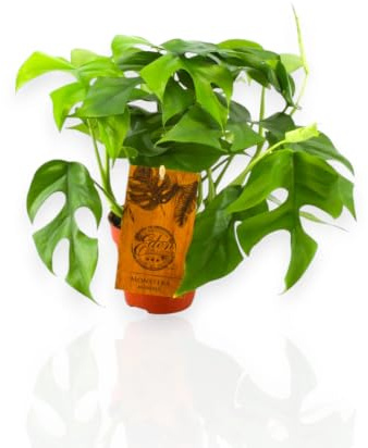 Gardenaria Monstera Minima Rhaphidophora tetrasperma, Pianta da Interno Ornamentale, Verde, 40 cm, Vaso 15