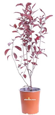 Pianta di Prunus X Cistena o Ciliegio da fiore pianta ornamentale da esterno giardino terrazzo balcone arbusto ibrido vero da fiore bianco venduto da eGarden.store