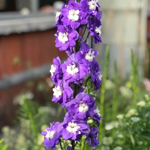 Semi di delphinium - giardino balcone esotiche decorazioni 1000pcs