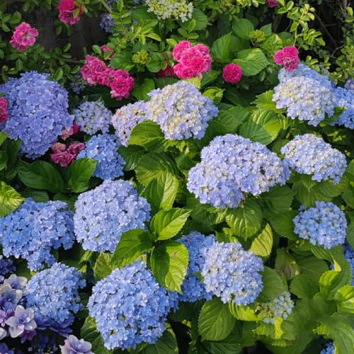 Semillas de hortensias resistentes - al invierno para balcones. jardín perennes Decoración sala estar 120pcs