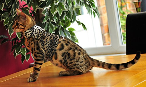 Mynwood Cat Jacke/Geschirre graue Leopard Pelz Erwachsene Katze ausbruchsicher