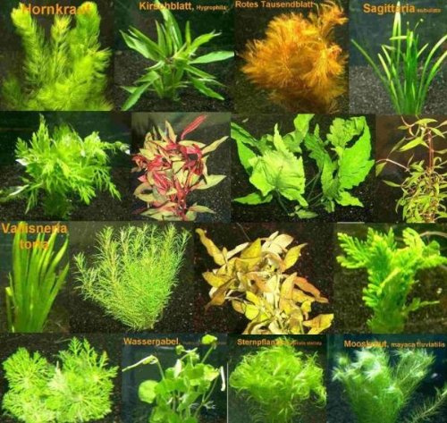 9 Bund - ca. 55 Aquarienpflanzen + Dünger, Anti Algen, buntes Sortiment, Pflegeleichte Sorten - Mühlan