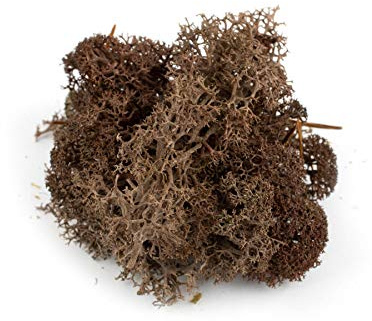 War World Scenics Musgo Marrón para Follaje 60g - Liquen Maqueta Ferroviario Wargame Juego de Guerra Escenario Paisaje Modelismo Árboles Arbustos Setos Diorama Base Material Bosque