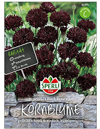 Blumensamen, Kornblume 'Black Beauty'
