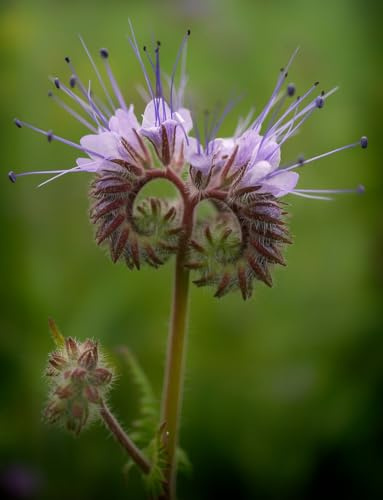 Gründüngung Phacelia Bienenweide 500 g Frische Saat