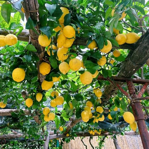 semillas de limonero -, resistentes jardín en espaldera de balcón Limonero 400pcs