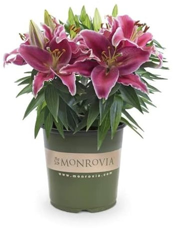 Lirio Natural o Lilium Planta Fácil de Cuidar