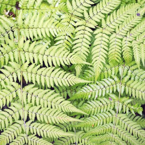Dryopteris filix-mas – 60 piante da uomo felce verme – 10 – 25 cm – Ø 9 cm – Felce da giardino resistente per ombre & ombra parziale – Felce decorativa per semina
