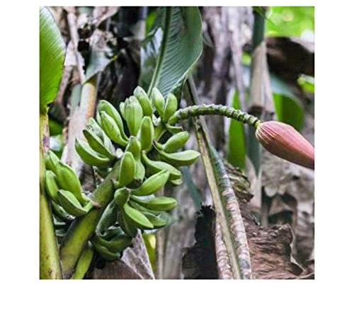 Pcs - 10x Musa (Bananier) Kamengensis Melon-Banane Jardin Plantes - Graines ID504 - Seeds & Plants Shop by Ipsa
