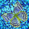 DIAMOND DOTZ DD5.023 - Original 5D Diamond Painting Set Schmetterling Silber, Kreativset mit 4.464 Diamant Mosaiksteinen, Malset ca. 30,5 x 30,5 cm, DIY Komplettset für Erwachsene & Kinder ab 8 Jahren