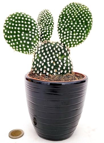 POWERS TO FLOWERS - FICO D'INDIA, OPUNTIA COMPATTA A SPINA BIANCA IN VASO CERAMICA NERO A RIGHE, VASO 11CM DIAMETRO, pianta vera