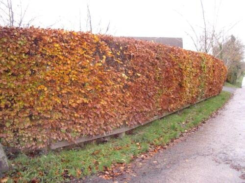 10 x Green Beech Hedging 1-2ft 1L Pots Fagus Sylvatica Trees
