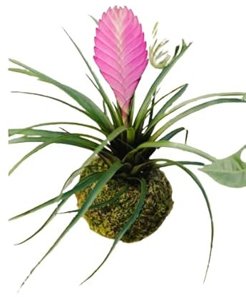 Kokedama Japonés Planta de Interior Tillandsia Cyanea DECOALIVE Planta Natural con Maceta de Musgo