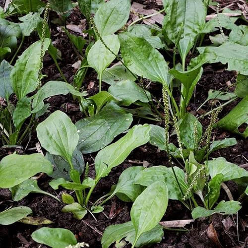 400 pz semi di plantago piantaggine decorazione soggiorno da giardino aromatiche per resistenti biologici