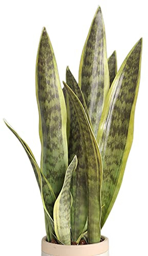 XZJMY Sansevieria Lot de 3 plantes artificielles en forme de serpent pour la maison, le bureau, le magasin, sans vase Vert 41,9 cm