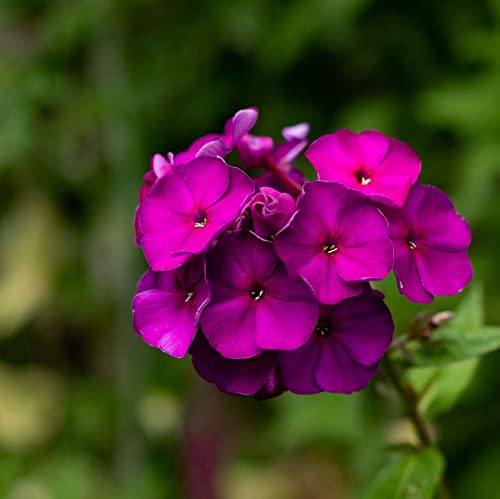 12 unidades o 1 m² Phlox Paniculata 'Amethyst' - Phlox Paniculata 'Amatista' Maceta 9x9 cm
