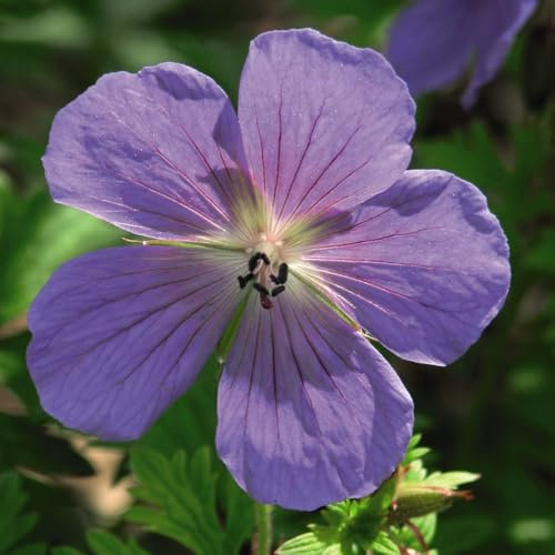 Geranium himalayense Hardy Perennial Purple-Blue Flowers Red Autumn Foliage Shade Tolerant Cottage Garden Plant 2X 1 Litre Pots by Thompson and Morgan