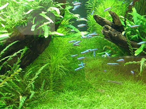 Mühlan Wasserpflanzen Sortiment Aquariumwiese, ausschließlich kleinbleibende Aquariumpflanzen + Wasserpflanzendünger