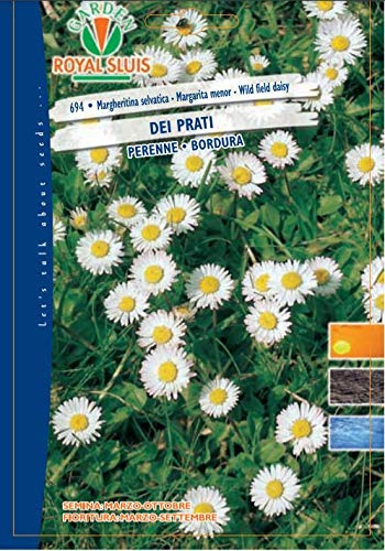 BUSTA MAXI FIORI ROYAL SEEDS MARGHERITINA SELVATICA DEI PRATI