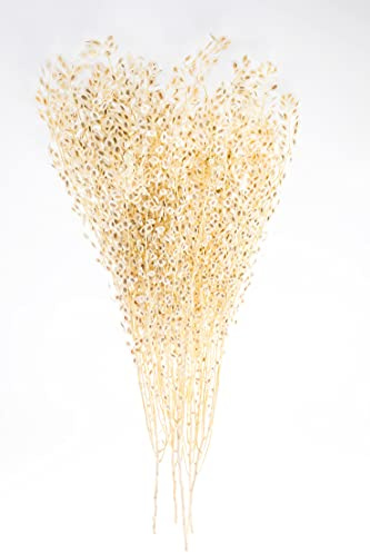 Dried Le Bleach Stalks for Decor | Dried Wheat for Home or Office Decor l Dried Wheat for Bouquet l Wedding Decoration l Bridal Bouquet (Le Bleach, Approximately 35)