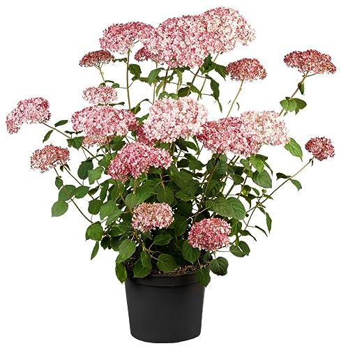 Hydrangea arborescens 'Pink Annabelle' 40–60 cm – Winterhart, Mehrjährig, Pflegeleicht – Schneeballhortensie – Blütenstrauch für Beet & Garten