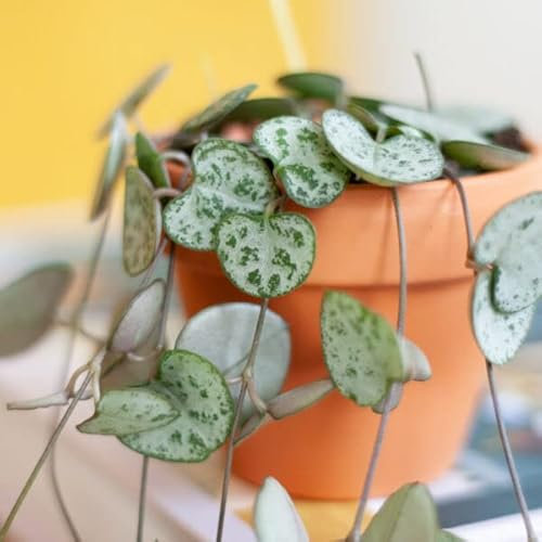 Ceropegia woodii - Chinese Lantern Plant - String of Hearts houseplant in 8cm Pot