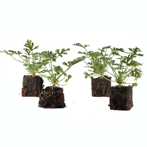 Plantas de GERANIO ANTIMOSQUITOS Set de 4 Unidades Vivas Plantas Naturales de Interior y Exterior