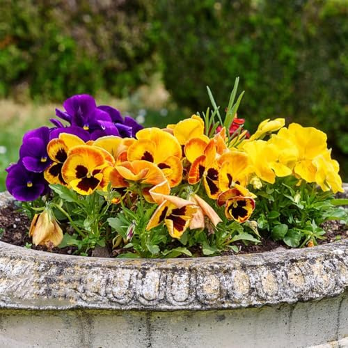 pensamiento semillas resistentes, de jardín de rocas resistentes, semillas balcón, perennes, 20pcs
