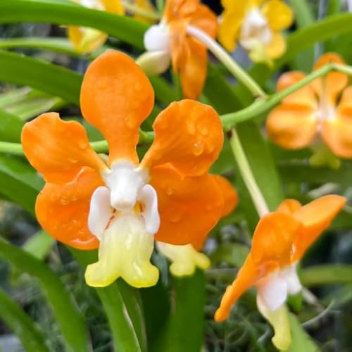semi di orchidea vanda, sospese, rampicanti a viticcio orchidee resistenti, ornamentali resistenti per il giardino da esterno 120pcs