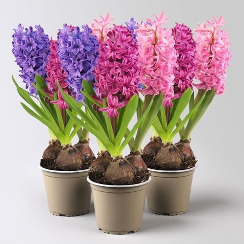 Hyazinthe 'Trio', lila, rosa & blau, vorgetrieben, Topf-Ø 12 cm, 3 Pflanzen