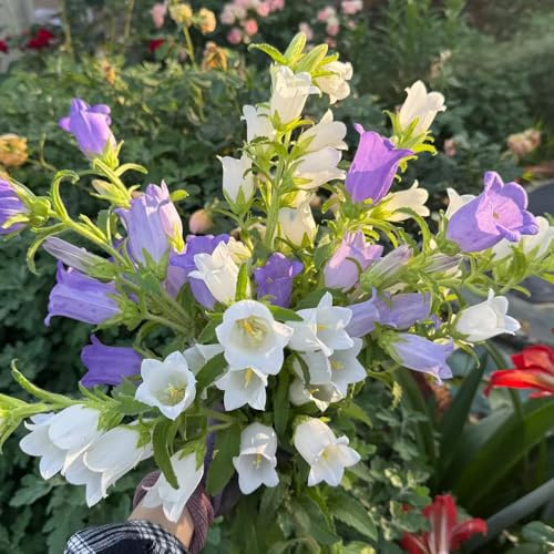 campanula - semi di per balcone campanule d'appartamento rare d'appartamento purificatrici d'aria per l' di semi balcone 130semi