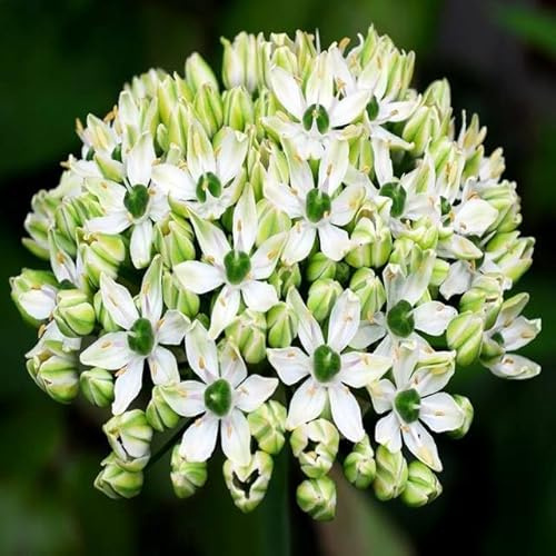 Knoblauch Kugellauch Allium Zierlauch Gigant Riesen Rosa White Blue Blau Weiß Schwarz viele Typen und Farben Wahl Zwiebeln zur Auswahl (Allium Nigrum 3 Stk.)
