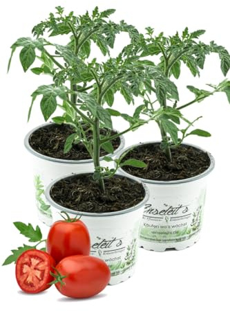 3er Set Eiertomate,frische Tomaten,Tomatenpflanzen,Tomatenpflanze,F1 Sorte