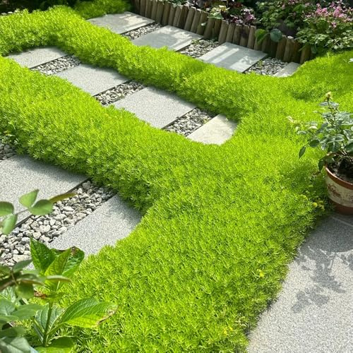 Semillas de Sedum Lineare - semillas de techo verde raras de balcón cobertura del suelo regalos para jardineros jardín 1200pcs