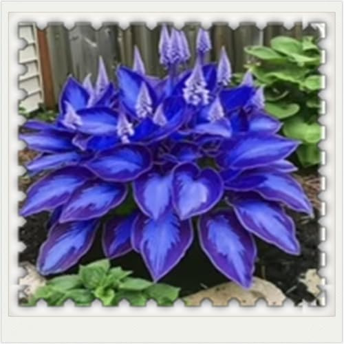 Hostas/Hosta Bulbi perenni Mix-Hardy/Eccellente esposizione/Varietà esterna pronta per la semina in bordi e vasi-D-4 bulbi