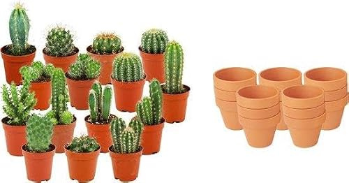 Mini Cactus en Maceta de Terracota para Interior, Set de 15, 5-10 cm