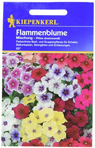 Sperli Blumensamen Flammenblume Mischung, grün